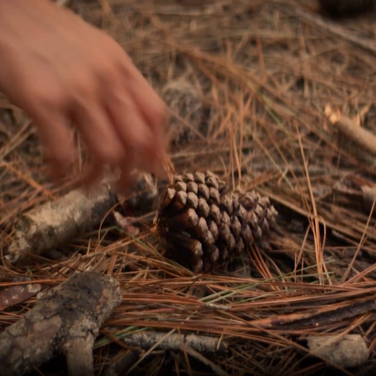 SPRUCE CONE | Wooden Gemstone Earrings