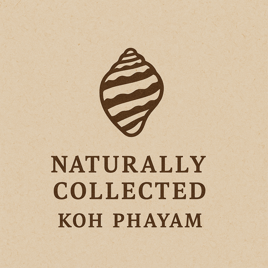 ### KOH PHAYAM | Macrame Shell Bracelet