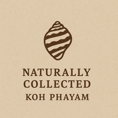 ### KOH PHAYAM | Macrame Shell Bracelet