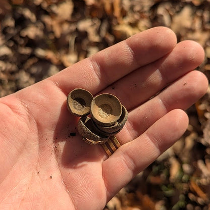 ACORN RING | Acorn Cap Necklace with Lava