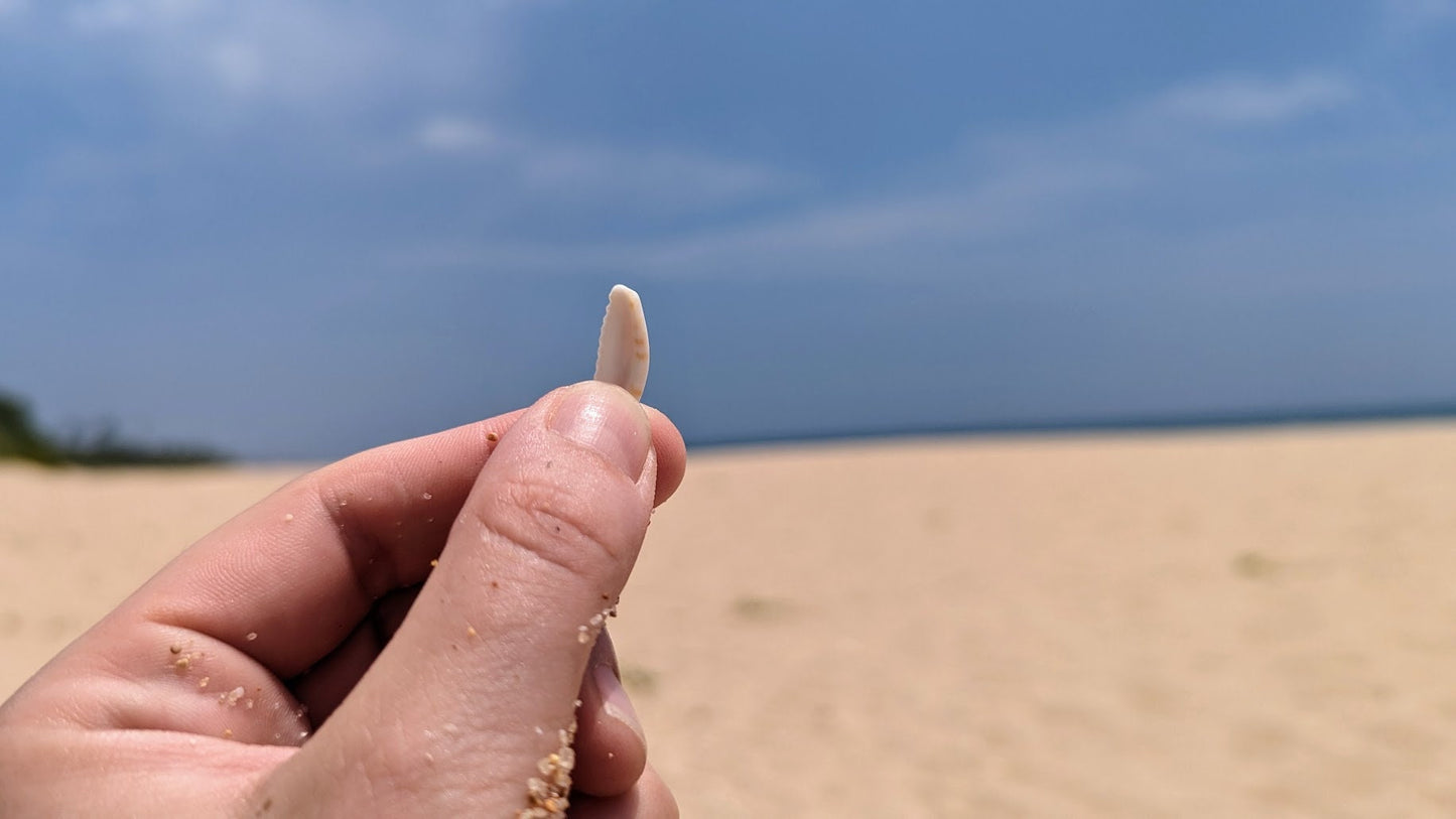 Der Fundort der süßen Kauri-Muschel-Stücke: Sri Lanka, Tangalle Beach